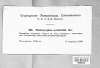 Helvella acetabulum image